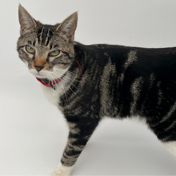 Meet your Posher, Mark & Adri - Picture 7 of 7